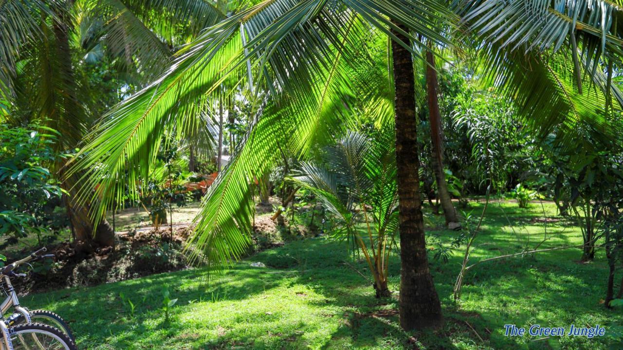 The Green Jungle 丹不拉 外观 照片
