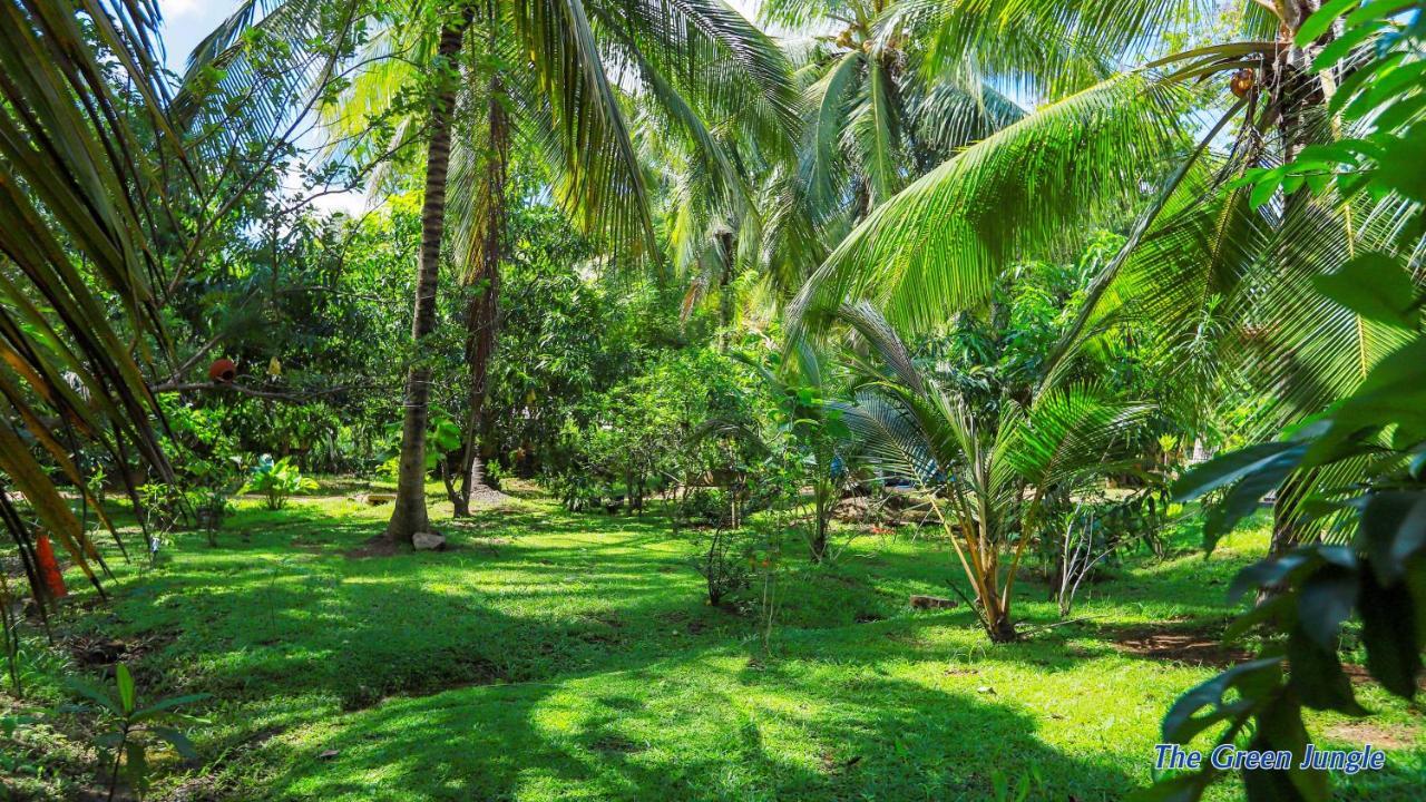 The Green Jungle 丹不拉 外观 照片